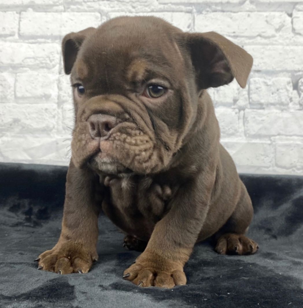 comprar cachorros sanos, baratos y asequibles para la venta